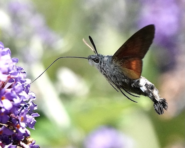 hummingbird hawkmoth